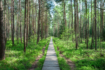 Fototapeta na wymiar Wooden path among coniferous forests in early spring, symmetry