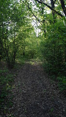 Fototapeta na wymiar footpath in the woods