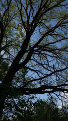 trees in the sky