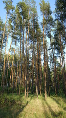 pine forest in the morning