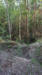 footpath in the woods