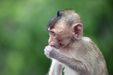 可愛いサル