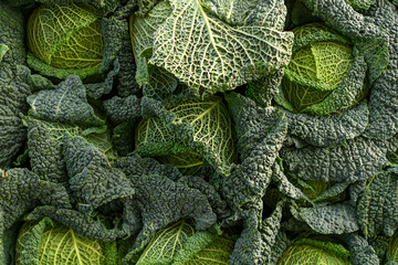 Savoy green cabbage on the food market