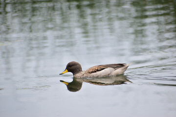 duck on the lake