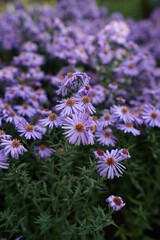 bee on lavender