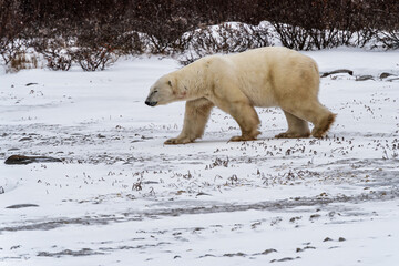 Male polar bear ( Ursus maritimus) waiting on the shore of Hudson Bay, near Churchill, Manitoba, for the bay to freeze over.