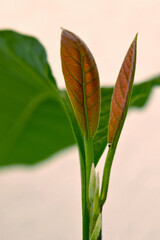 Avocado Red Leaf 03