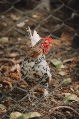 cock