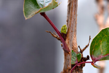 Oregon Grape Bud Stem 01