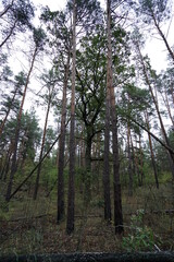 Obraz premium trees in the woods