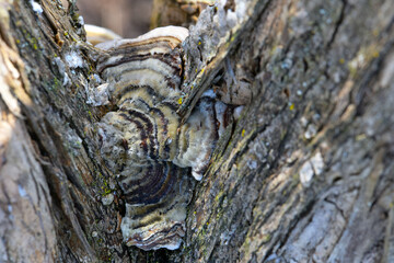 Lilac Trametes