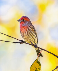 Close up portrait of a House Finch on a thin branch in late Fall.