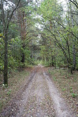 path in the forest