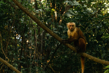Capuchin Monkey at Tayrona Park - Mono Capuchino en el Parque Tayrona