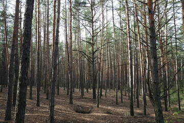 trees in the forest