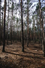Obraz premium path in the forest