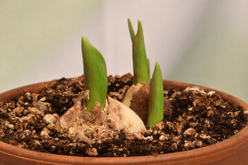 Tulip Grows 05b