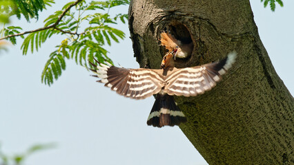 Hoopoe mother flying to feed its baby bird in tree hole.