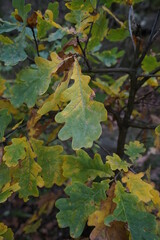 autumn leaves on the ground
