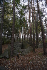 Fototapeta premium path in the woods