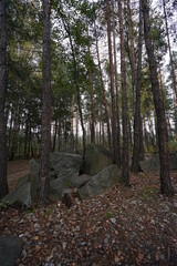 footpath in the woods