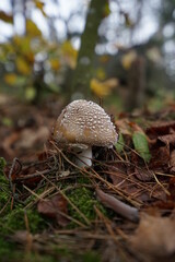 mushrooms in the forest