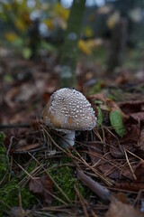 mushrooms in the forest