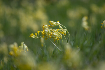 Kwiaty pierwiosnki lekarskie na tle słonecznej łąki