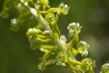 Kwiaty storczyka listery jajowatej makro