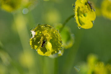 Kwiat makro z owadem w kroplach porannej rosy