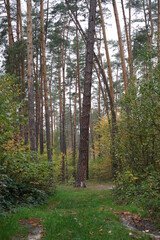 path in the forest