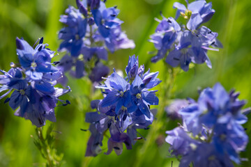 Niebieskie kwiaty przetacznika pagórkowego widziane z góry makro