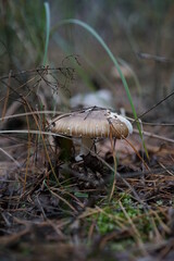 mushrooms in the forest