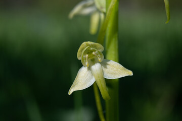 Kwiat dzikiego storczyka podkolan zielonawy makro