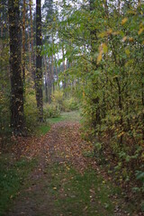 path in autumn forest