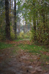 footpath in the woods