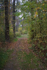 path in autumn forest