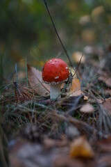 red mushroom in the forest