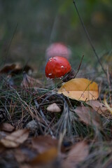 red mushrooms in the forest