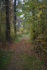 footpath in the woods