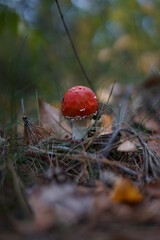 red mushroom in the forest