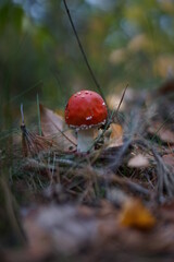 red mushroom in the forest