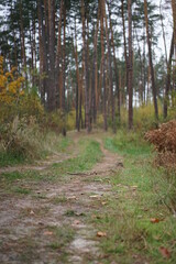 path in autumn forest