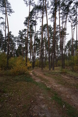 Obraz premium path in the woods