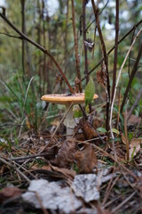 mushrooms in the forest