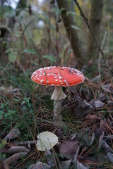 red mushroom in the forest