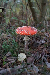 red mushroom in the forest