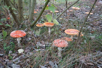 mushroom in the forest