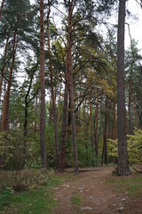 Obraz premium path in the woods