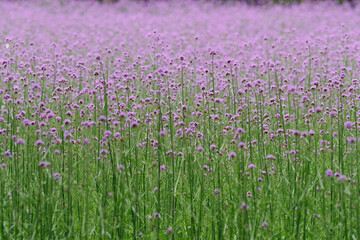 Naklejka premium Beautiful purple wild flower field, flower Verbena bonariensis, close up view.